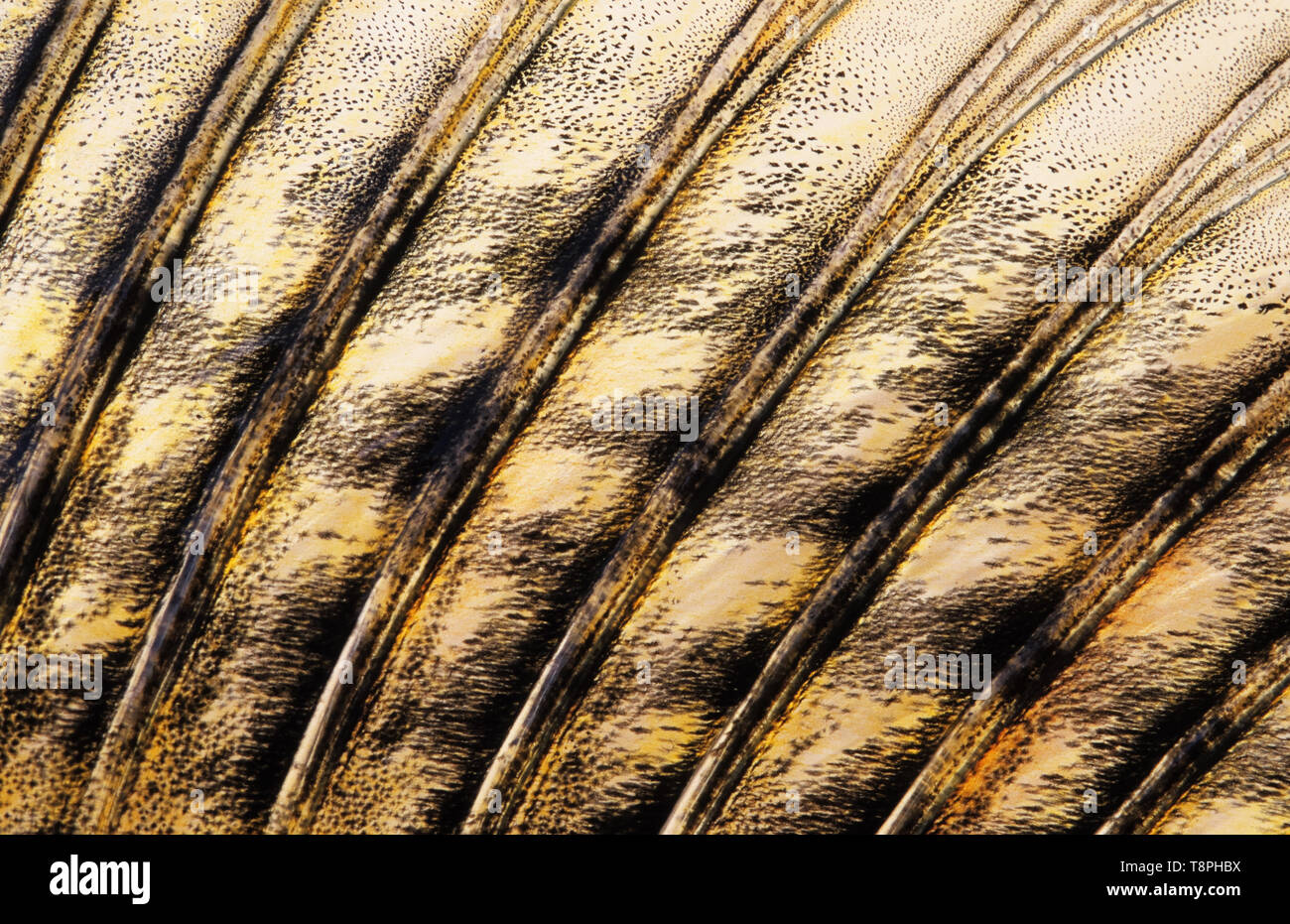 Fish (Zander/Pike-perch, Sander lucioperca) dorsal fin close-up. Stock Photo