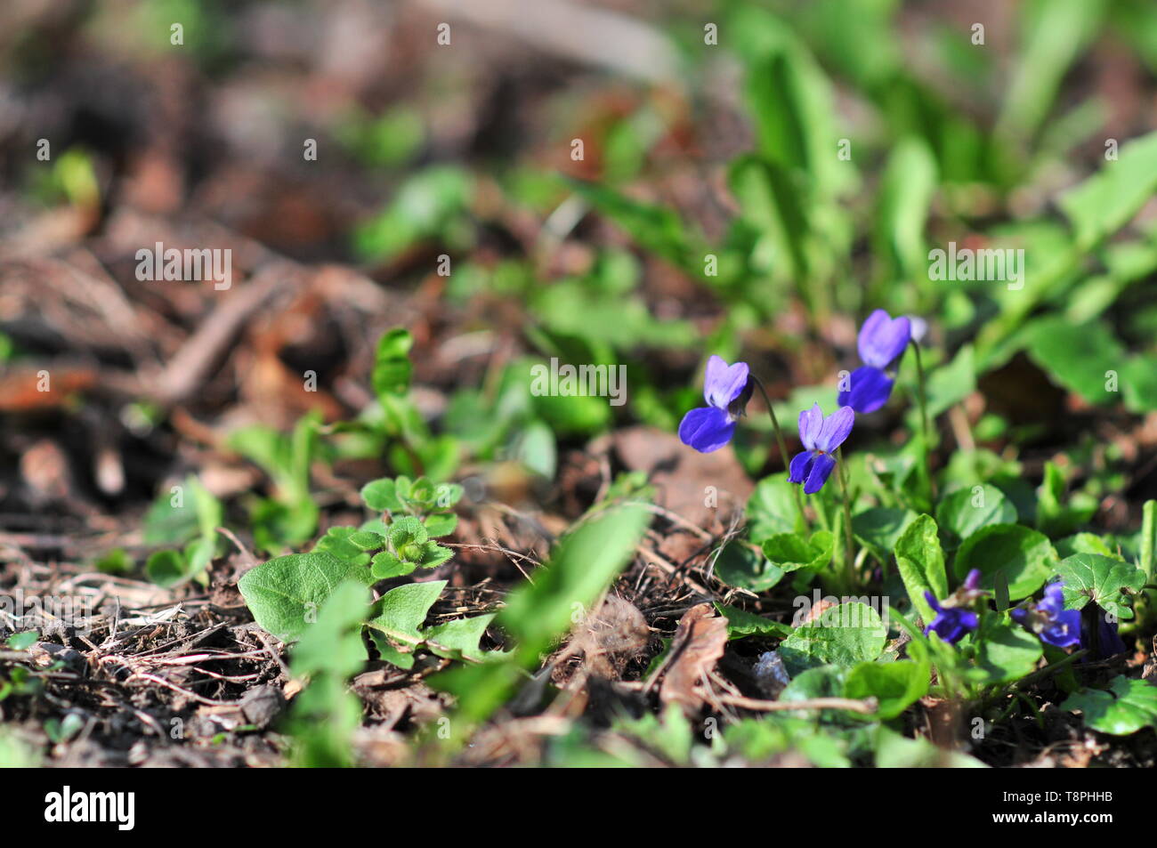 Common dog-violet, Viola riviniana, native to Eurasia and Africa ...