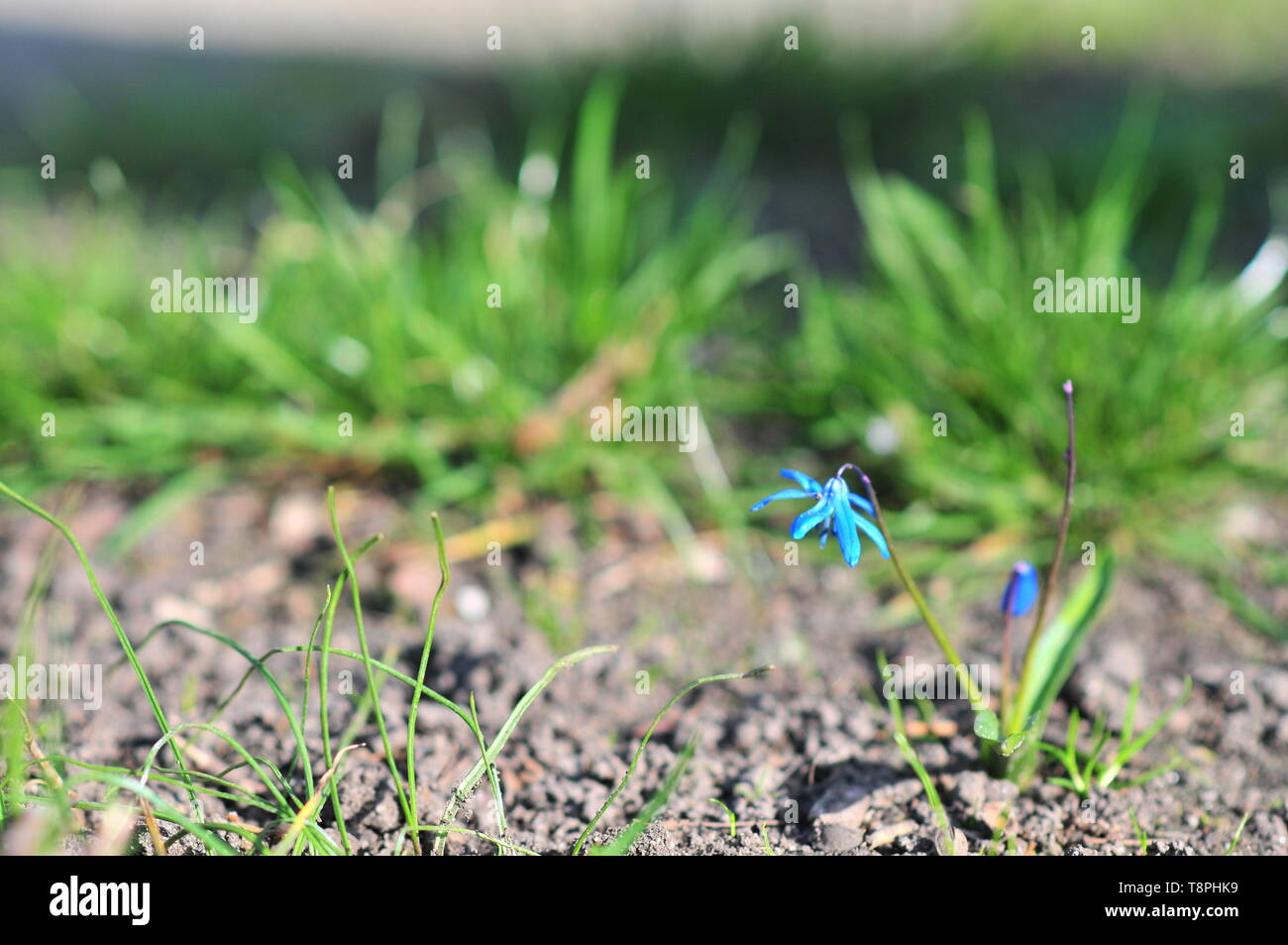 Blue star of Bethlehem flower on field Stock Photo - Alamy