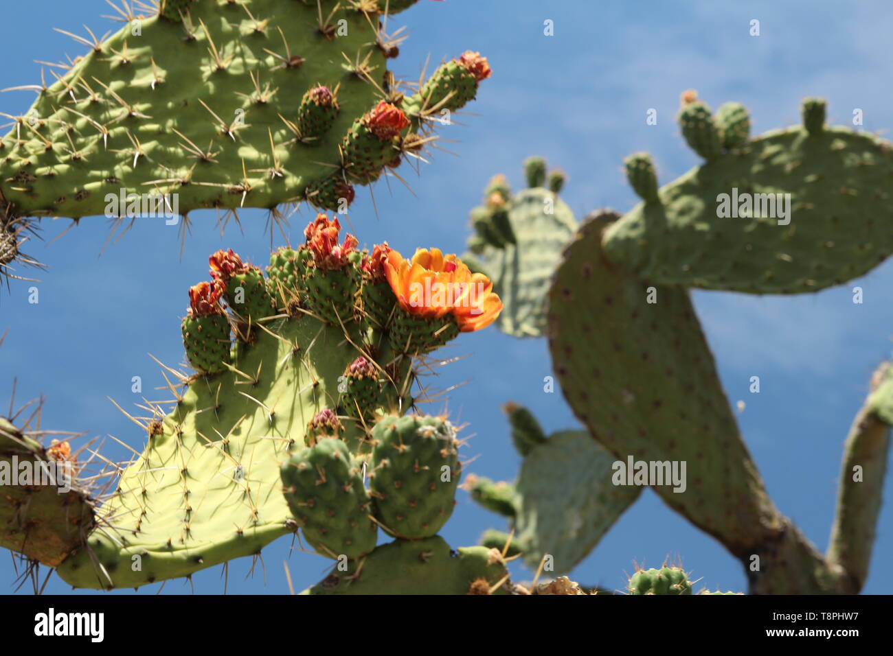 Blooming Nopal cactus. (Opuntia ficusindica, Opuntia matudae). Nopal
