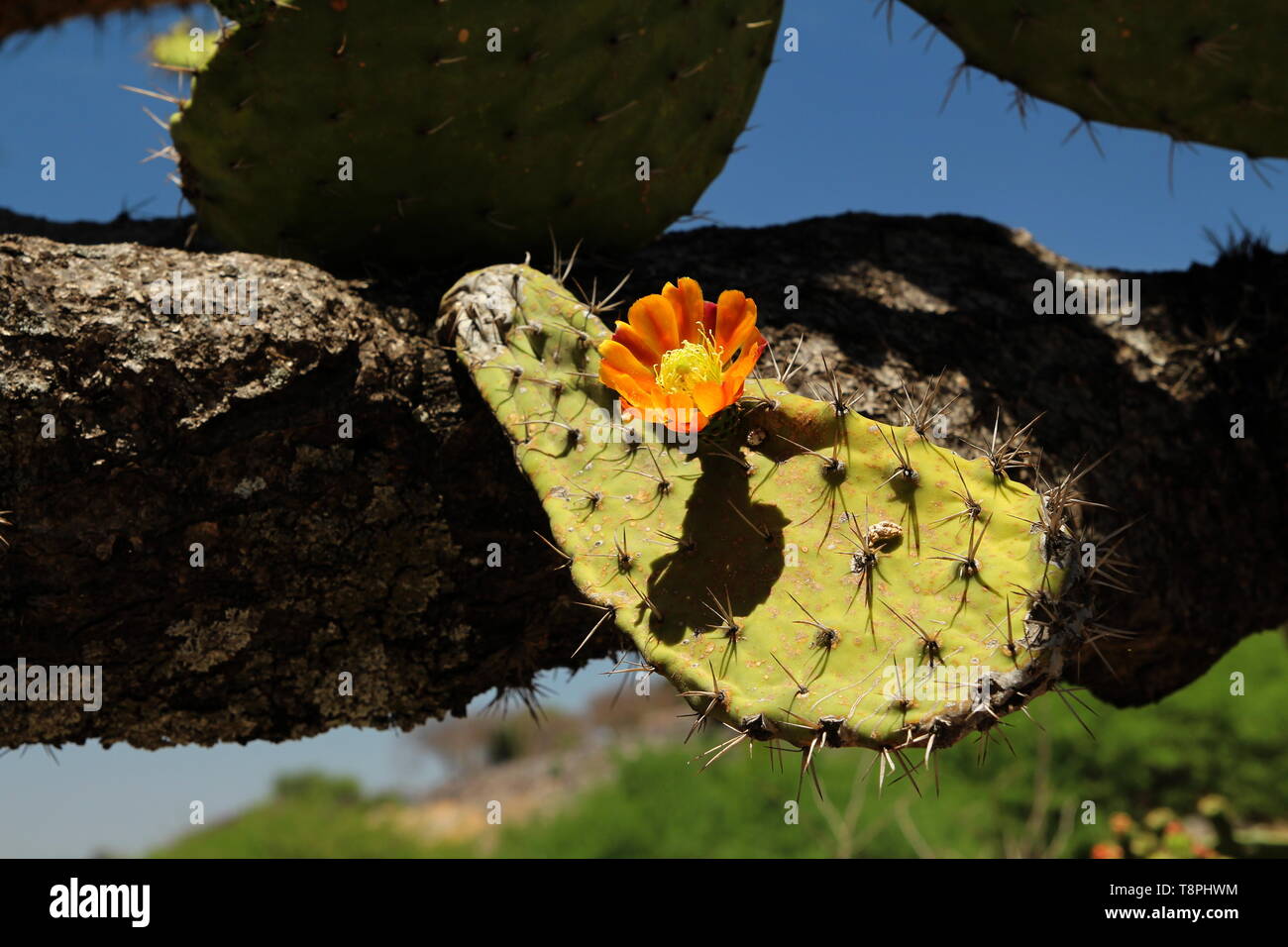 Blooming Nopal cactus. (Opuntia ficusindica, Opuntia matudae). Nopal