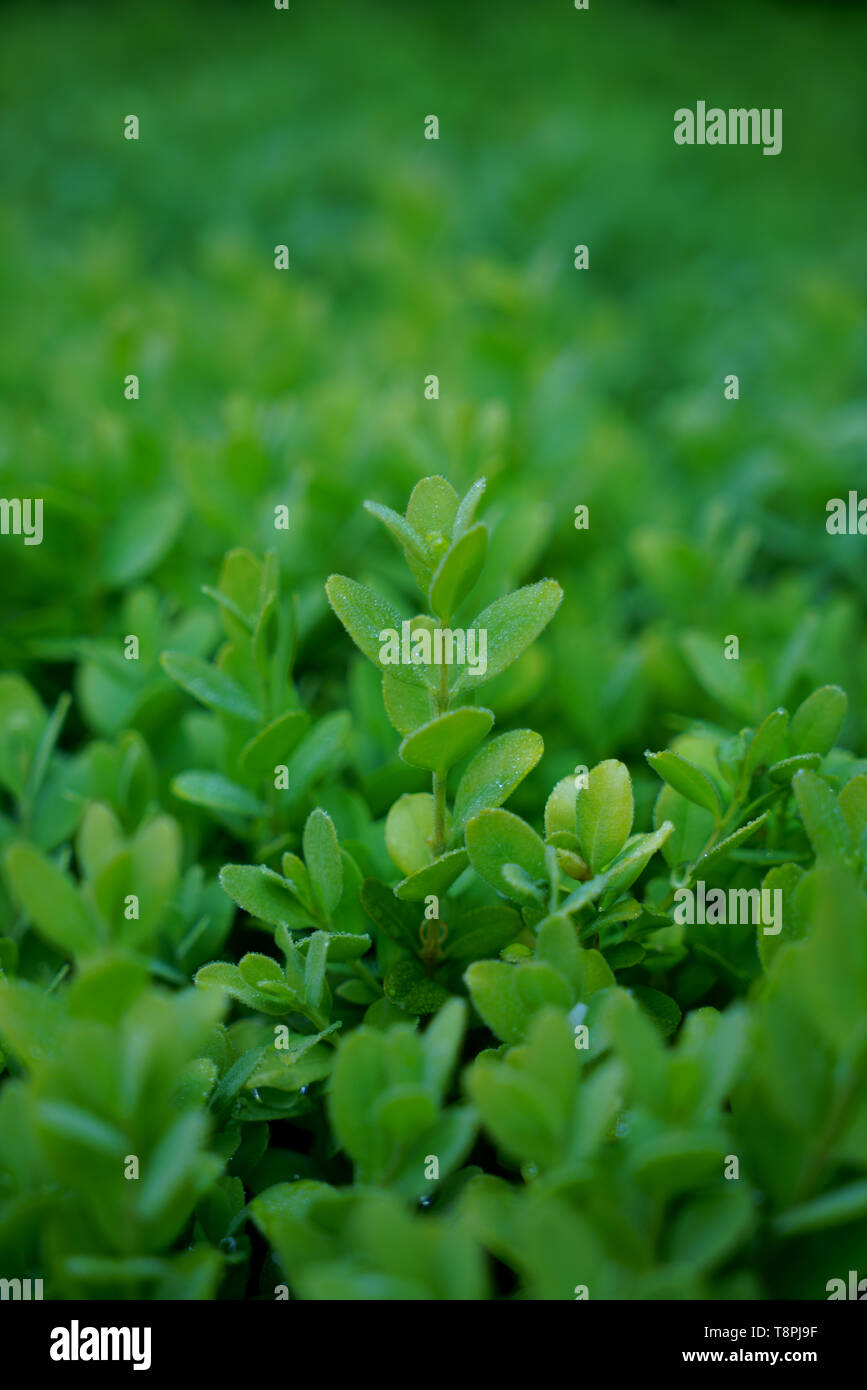 Green shoots of a Box hedge isolated with shallow focus. Stock Photo