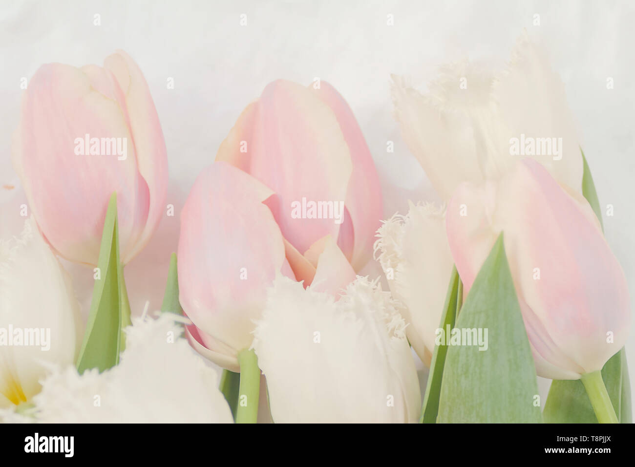 airy bouquet of delicate pink and white tulips for congratulations Stock Photo