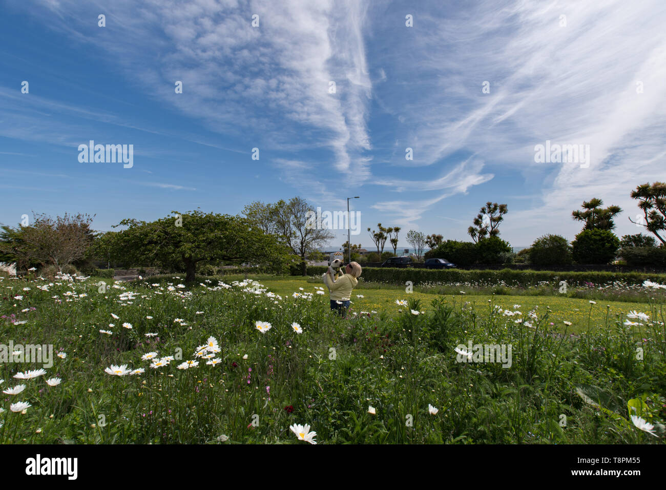 Wherrytown, Cornwall, UK. 14th May 2019. UK Weather. Wild flowers were in bloom in the May sunshine near Newlyn. Enjoying the afternoon sunshine was Titan the pug Pup.   The green space is one that has benefited from EU part funding in Cornwall Councils "Green Infrastructure for Growth" initiative. Credit Simon Maycock / Alamy Live News. Stock Photo