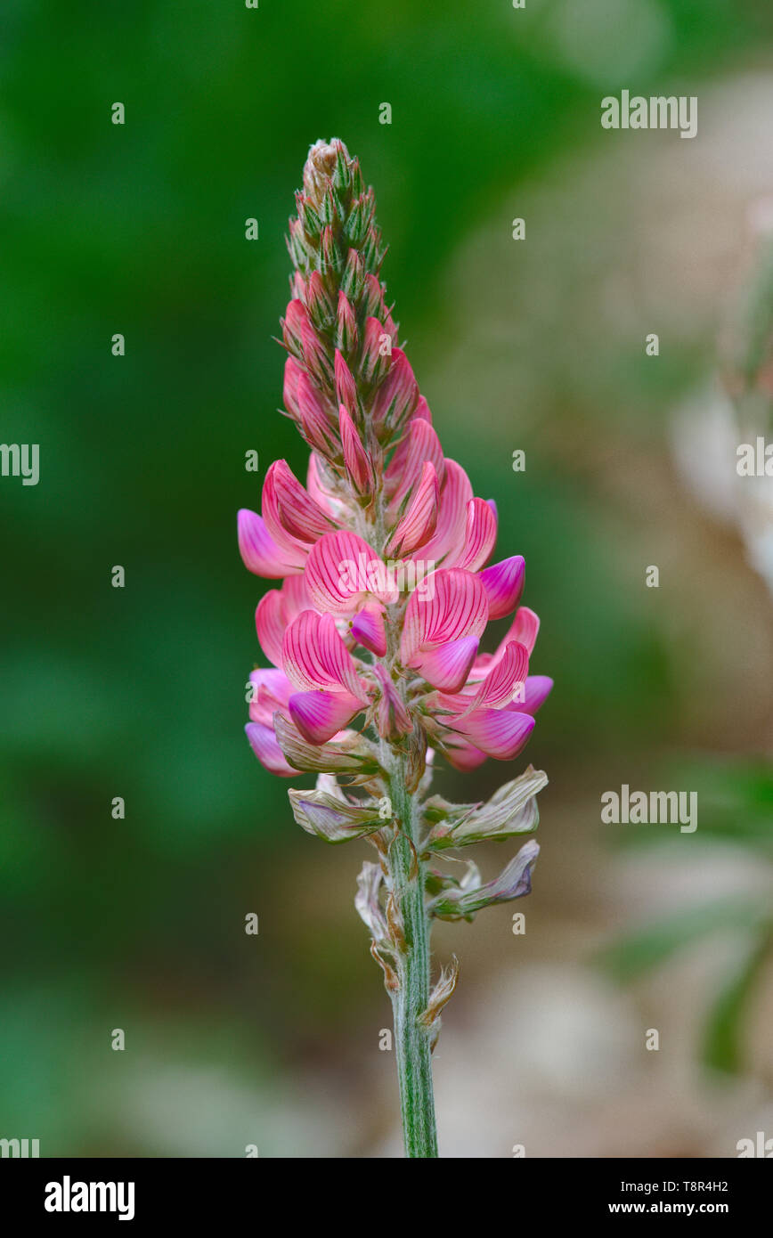 Onobrychis viciifolia pink flower cluster or vetch leaf sparrow Stock Photo