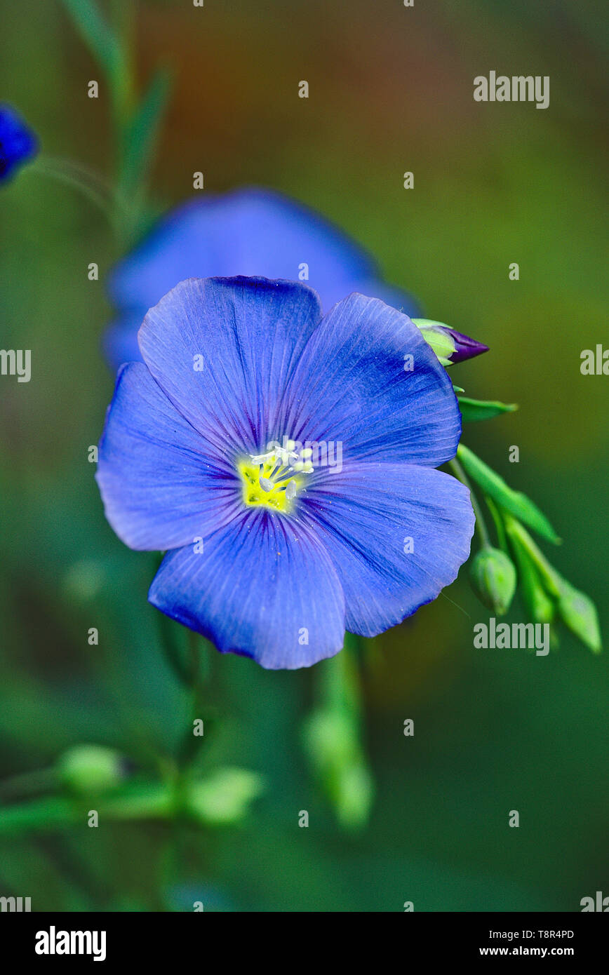 Linum blue flower (Linaceae). Linum tenuifolium L. or narrow-leaved flax Stock Photo