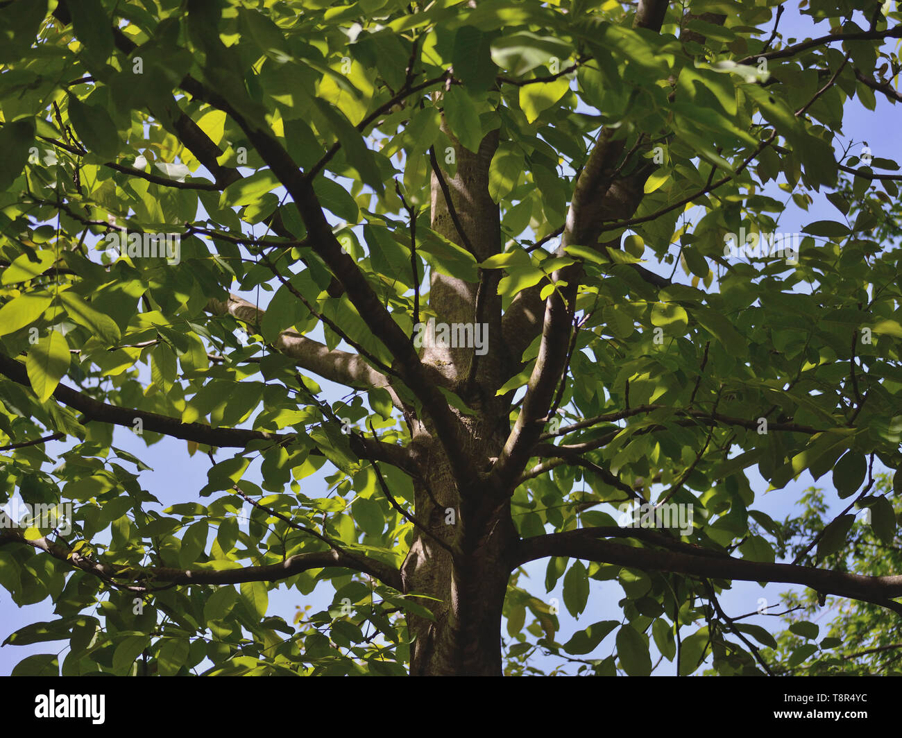 Walnut tree trunk and leaves in spring Stock Photo