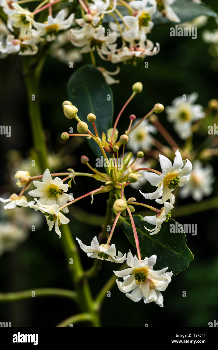 Drimys winteri-wintera aromatica.Spring flowering shrub. Stock Photo