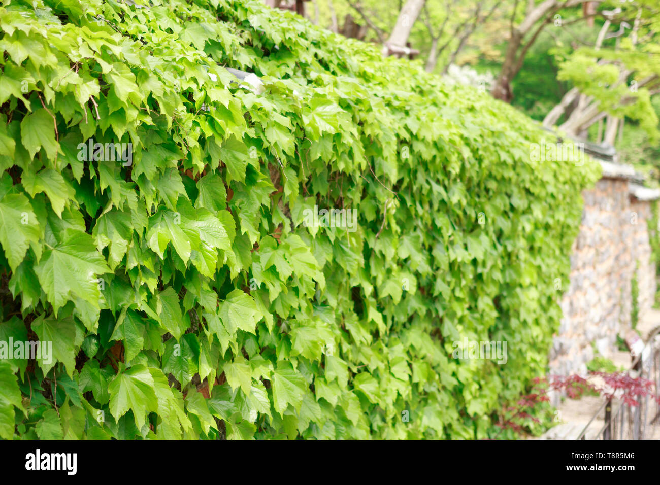 green boston ivy on the wall Stock Photo Alamy