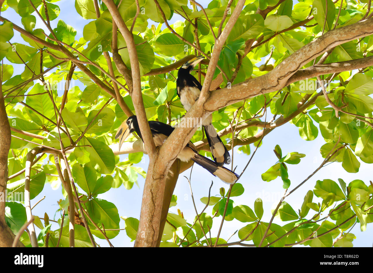 hornbill bird,bucerotidae bird on the tree ,great hornbill Stock Photo