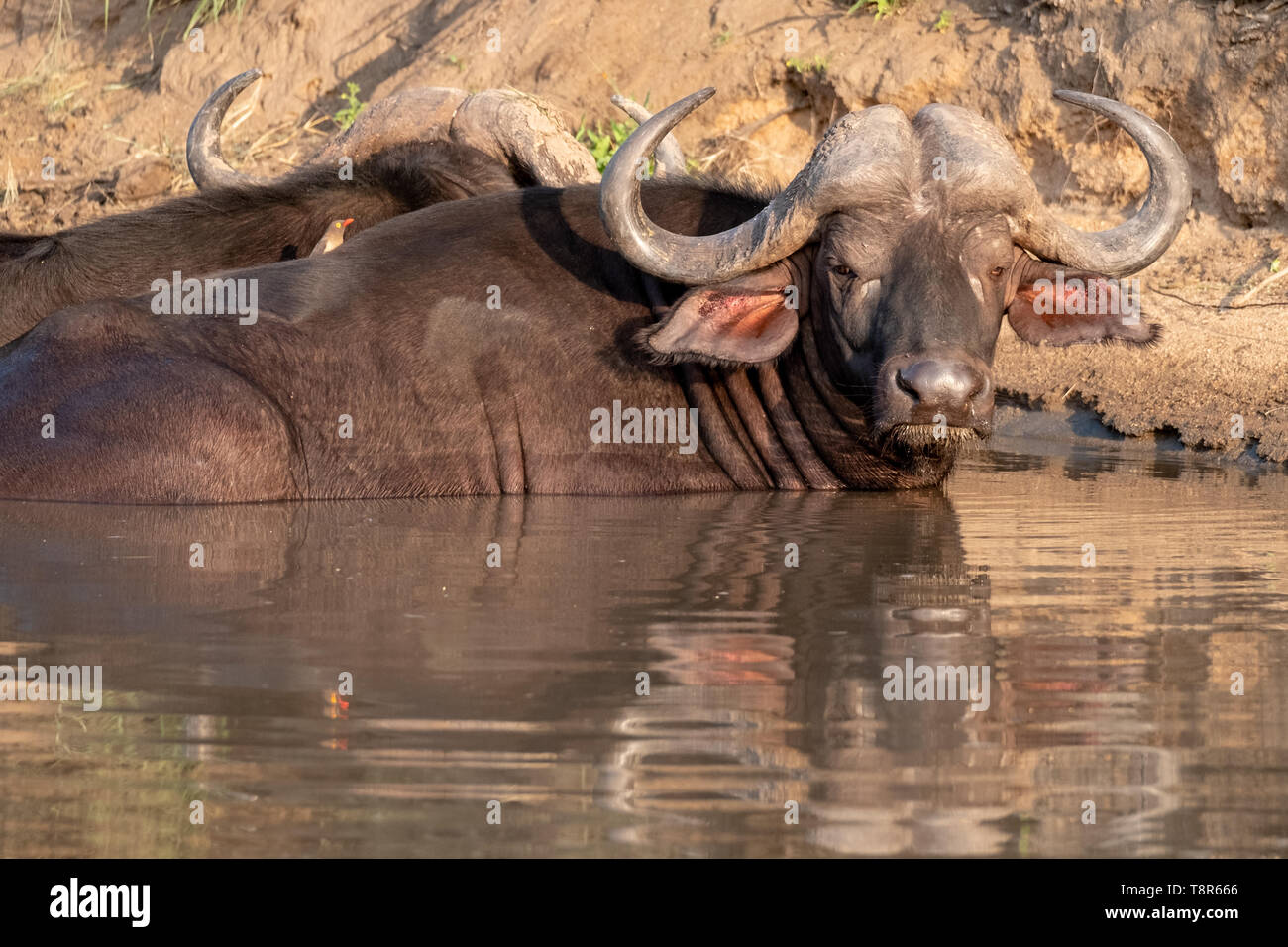 African Buffalo basking in the water in the late afternoon sun, photographed at Kruger National Park in South Africa. Stock Photo