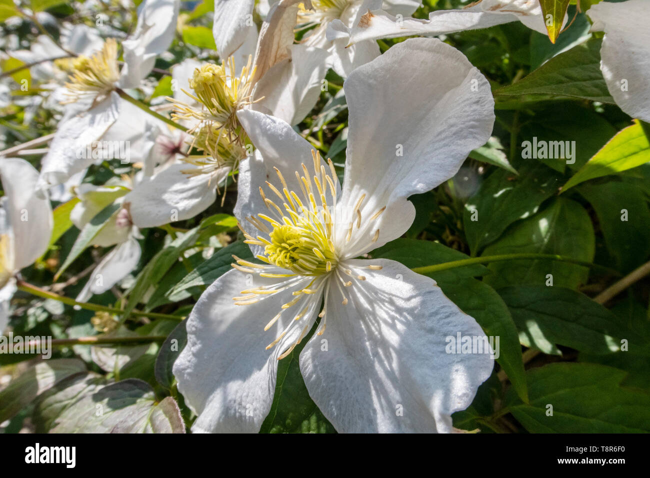 White clematis montana growing on a low wall in sunshine at Sidmouth, Devon, UK. Clematis montana var. grandiflora Stock Photo