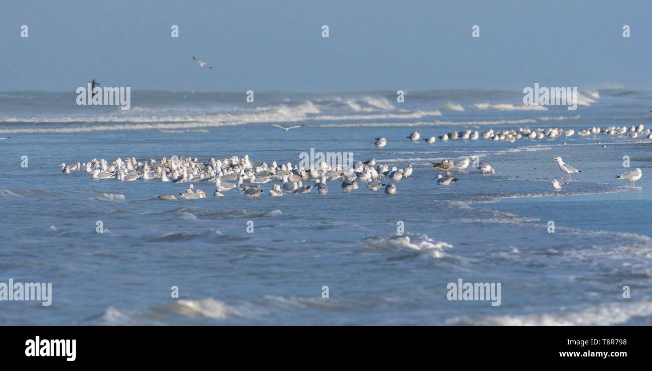 France Somme Picardy Coast Quend Plage Flight Of Herring
