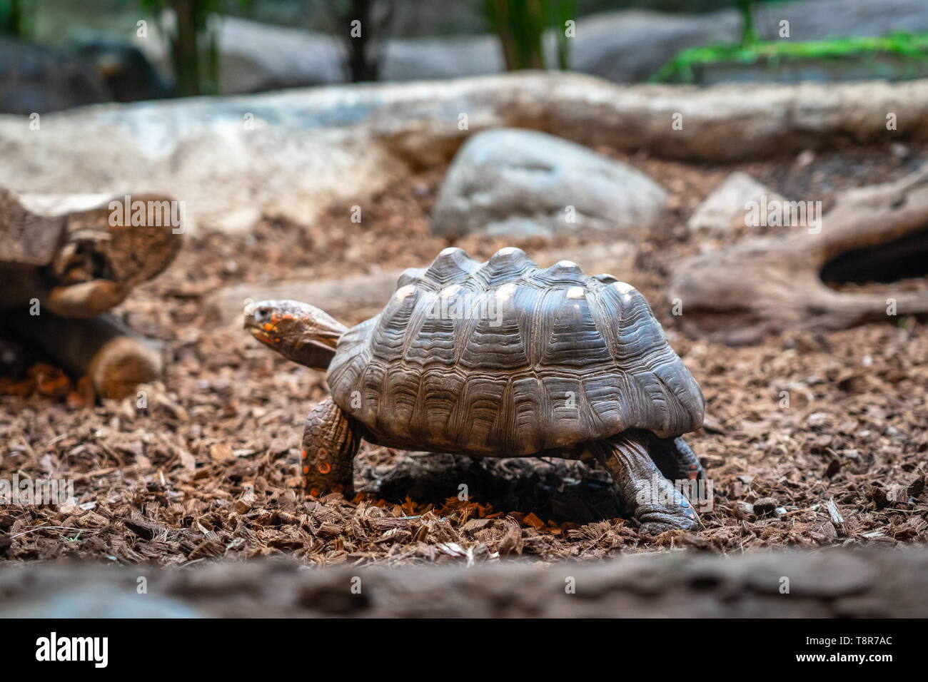 Turtle tortoise terrarium in zoo Barcelona