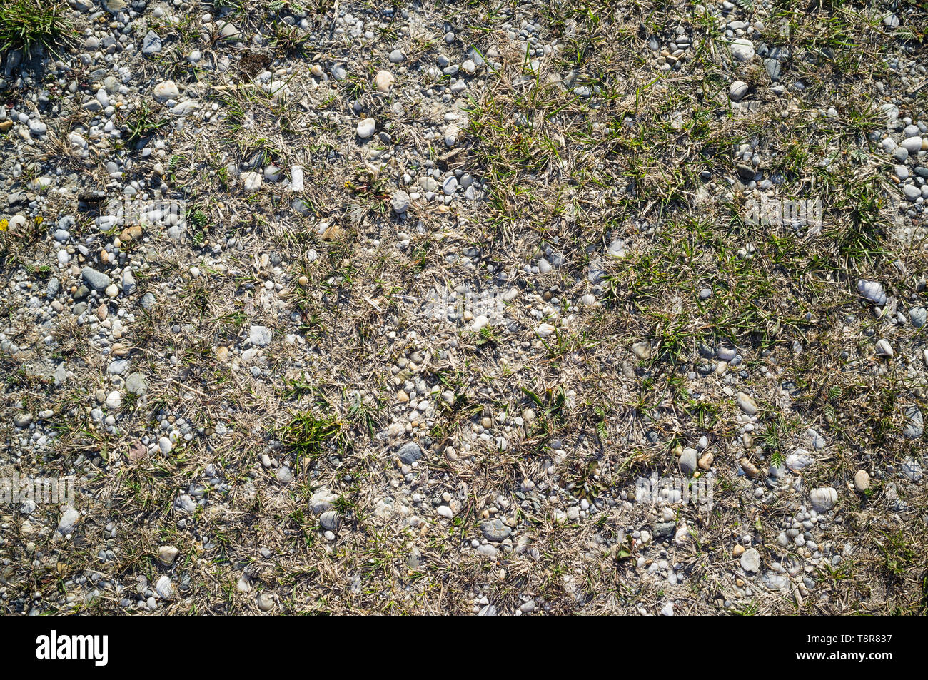 Texture of Lake Shore with Sand and Pebbles overgrown with Weeds Stock Photo