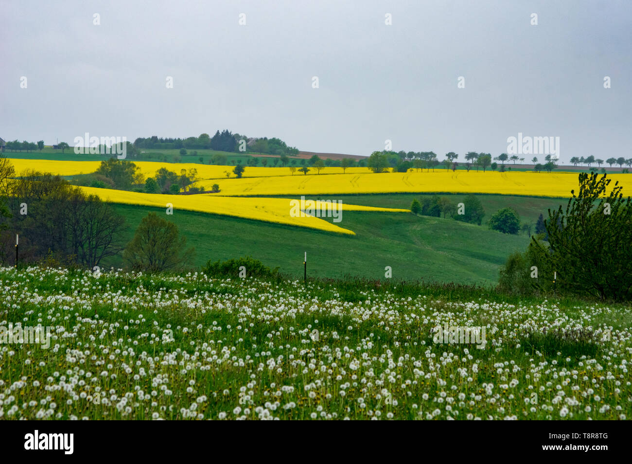 rapeseed fields near Bernstadt auf dem Eigen, Saxony/Germanyrapeseed fields near Bernstadt auf dem Eigen, Saxony/Germany Stock Photo