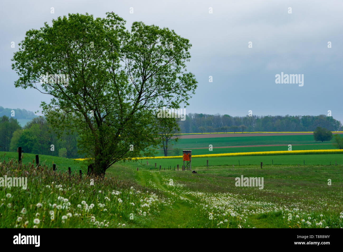 single tree on a meadow near Bernstadt auf dem Eigen, Saxony/Germany Stock Photo