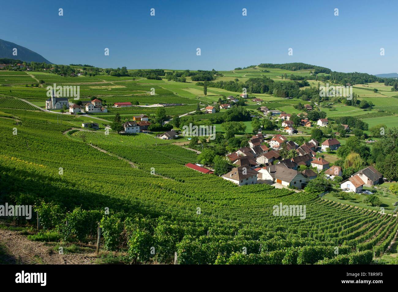 France, Savoie, before Savoyard country, the vineyards and the village of Jongieux Stock Photo