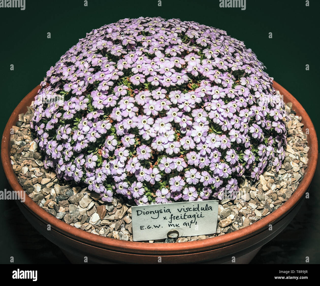 Dionysia viscidula x freitagii a hardy alpine plant suitable for containers or rockeries.In bloom in March. Stock Photo