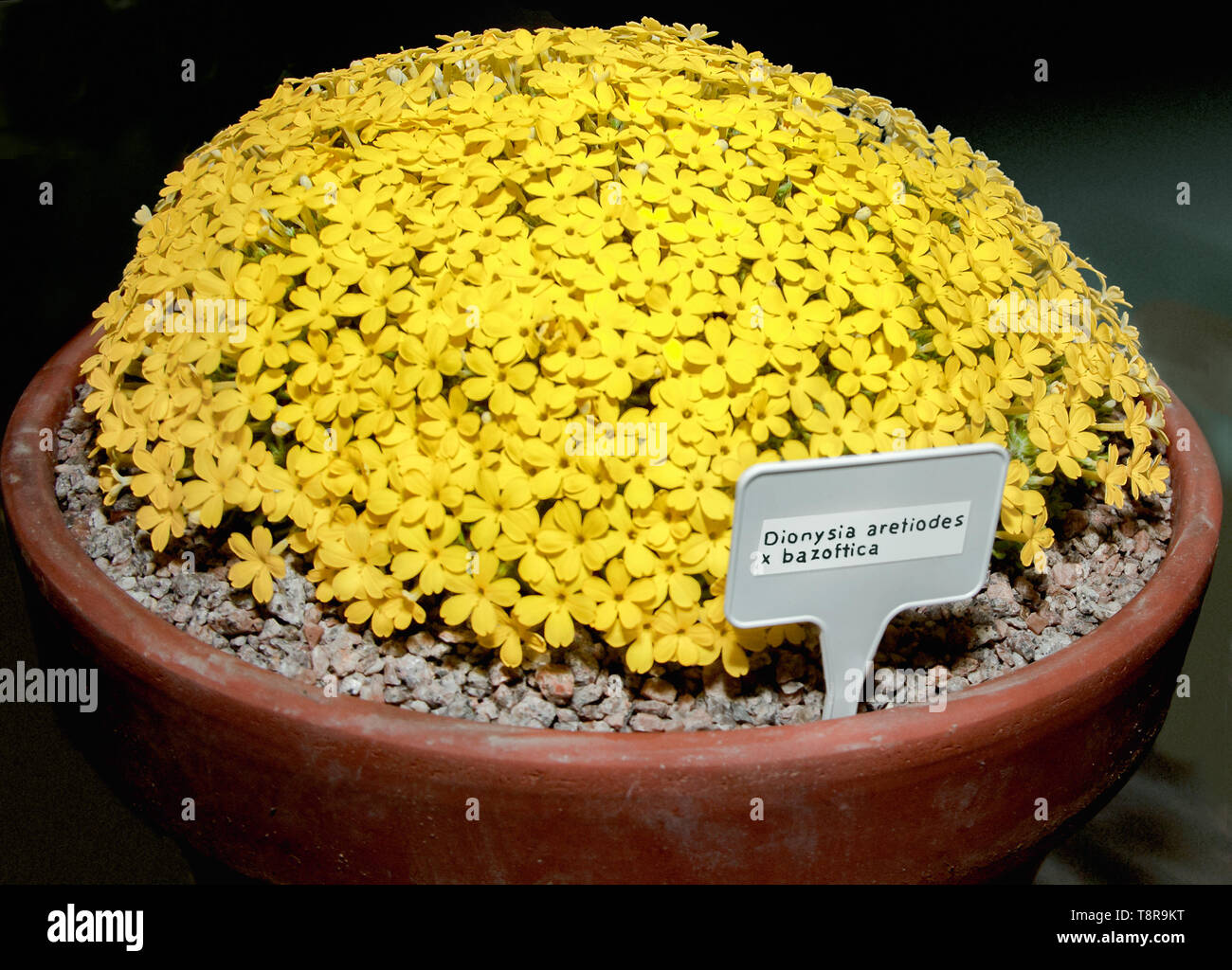 Dionysia aretiodes x bazoftica a hardy alpine plant suitable for rockeries grown as a container plant for show. Stock Photo