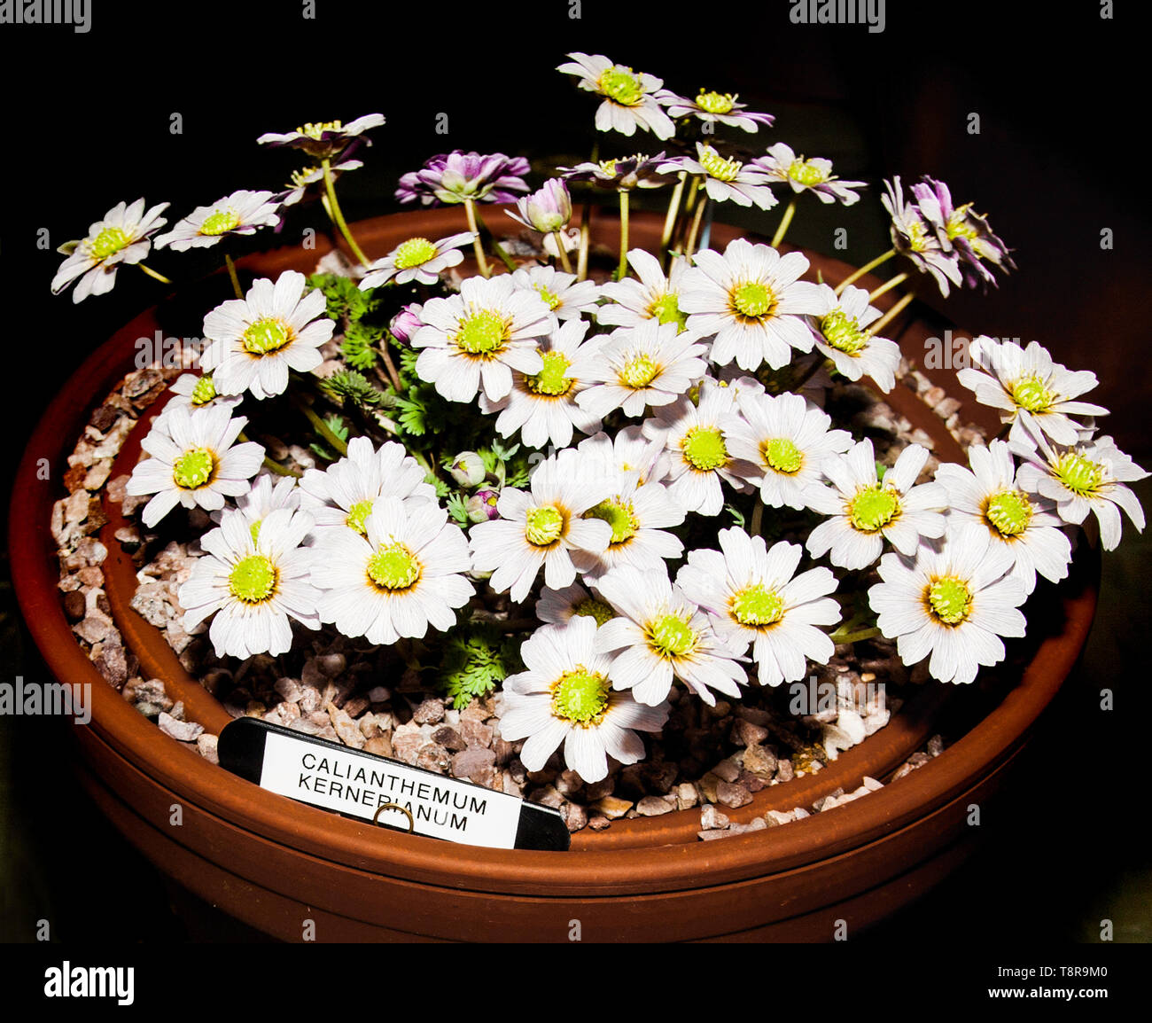 Callianthemum kernerianum  a hardy alpine plant suitable for rockeries grown as a container plant for show. Stock Photo