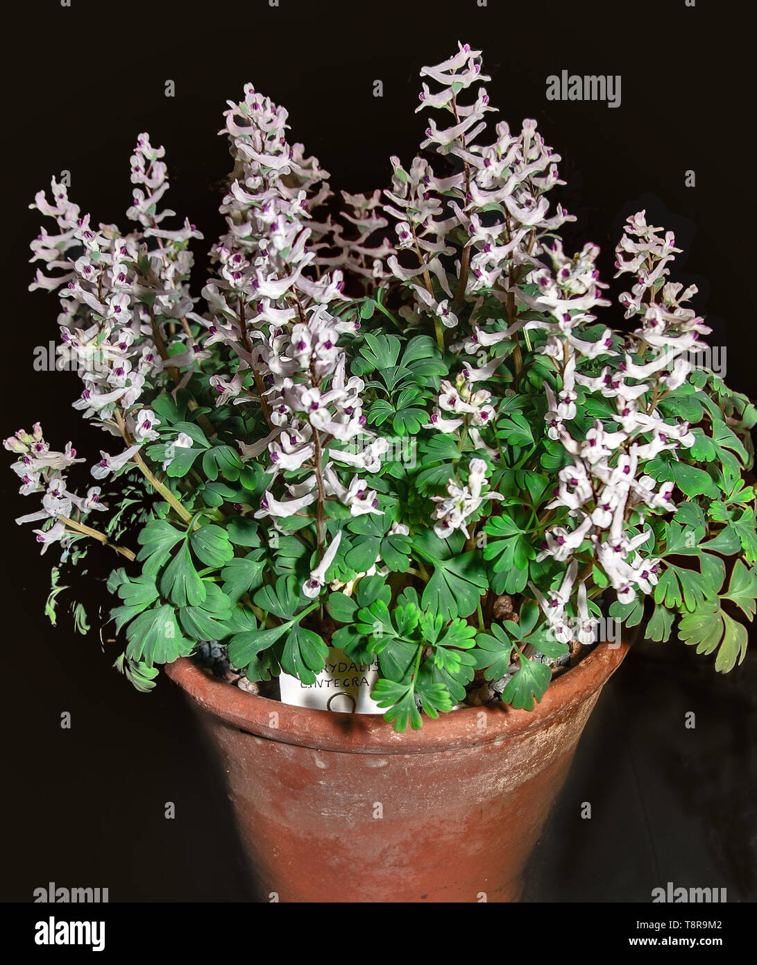 Corydalis integra a hardy alpine plant suitable for rockeries grown as a container plant for show. Stock Photo
