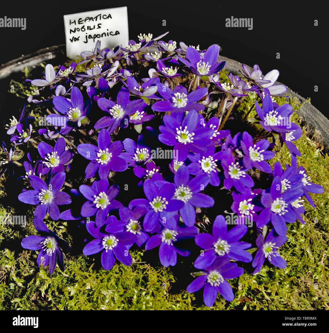 Hepatica nobilis var. japonica  a hardy alpine plant suitable for rockeries grown as a container plant for show. Stock Photo