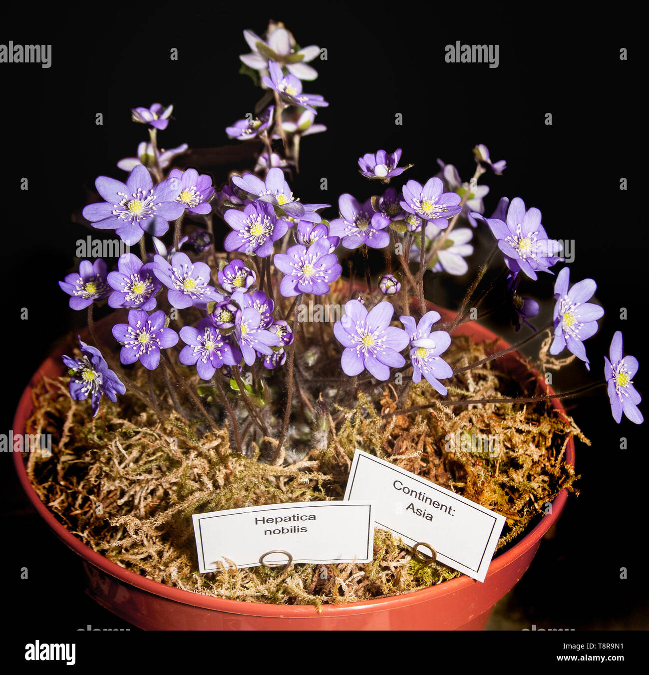Hepatica nobilis a hardy alpine plant suitable for rockeries grown as a container plant for show in bloom in March. Stock Photo