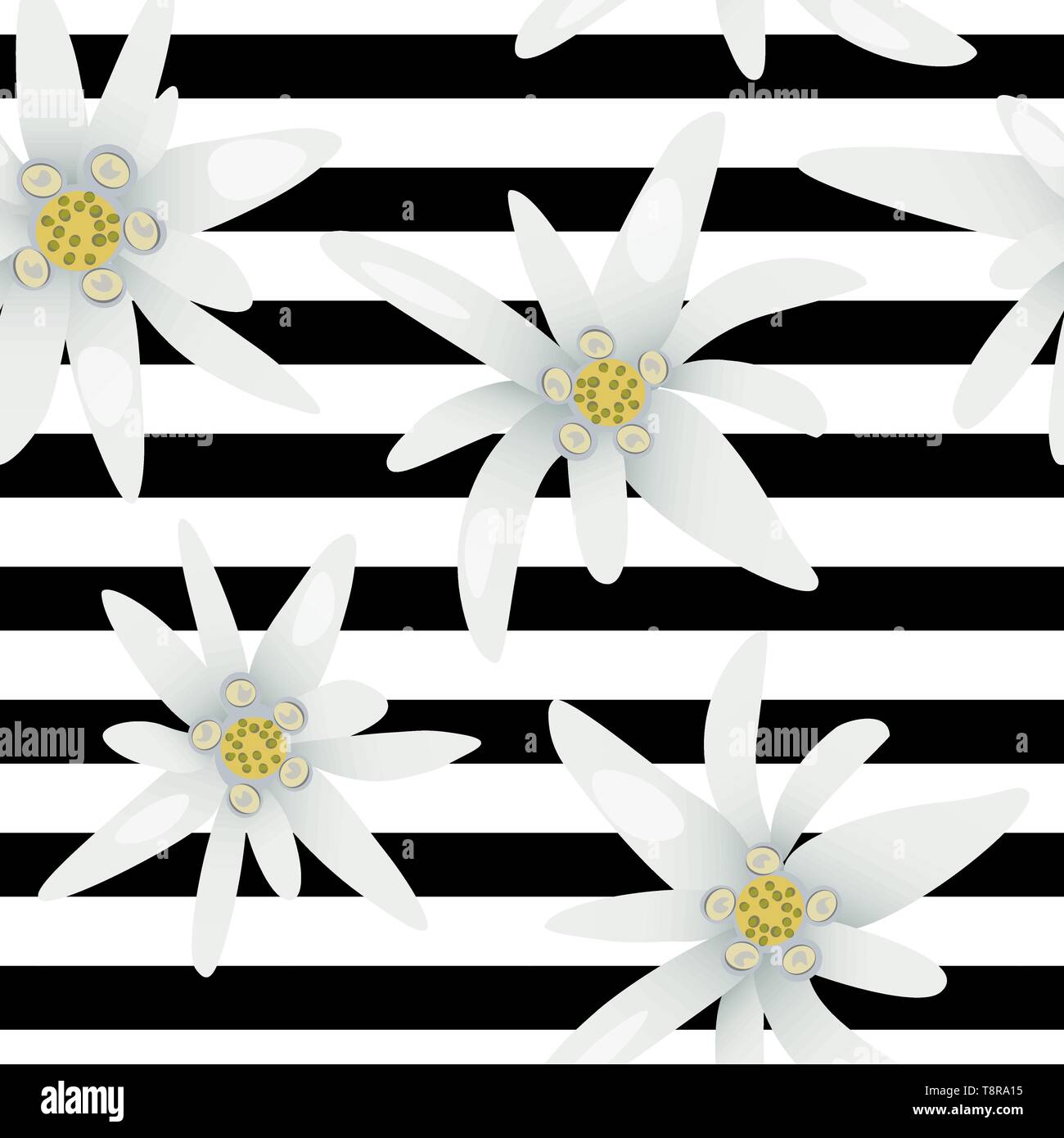Striped seamless pattern with edelweiss flowers. Snow beauty. Vector illustration. Alpine star. swiss symbol. Stock Vector