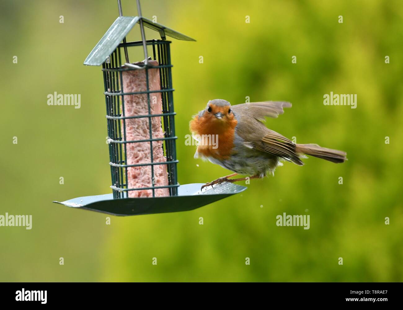 robin eating from bird feeder