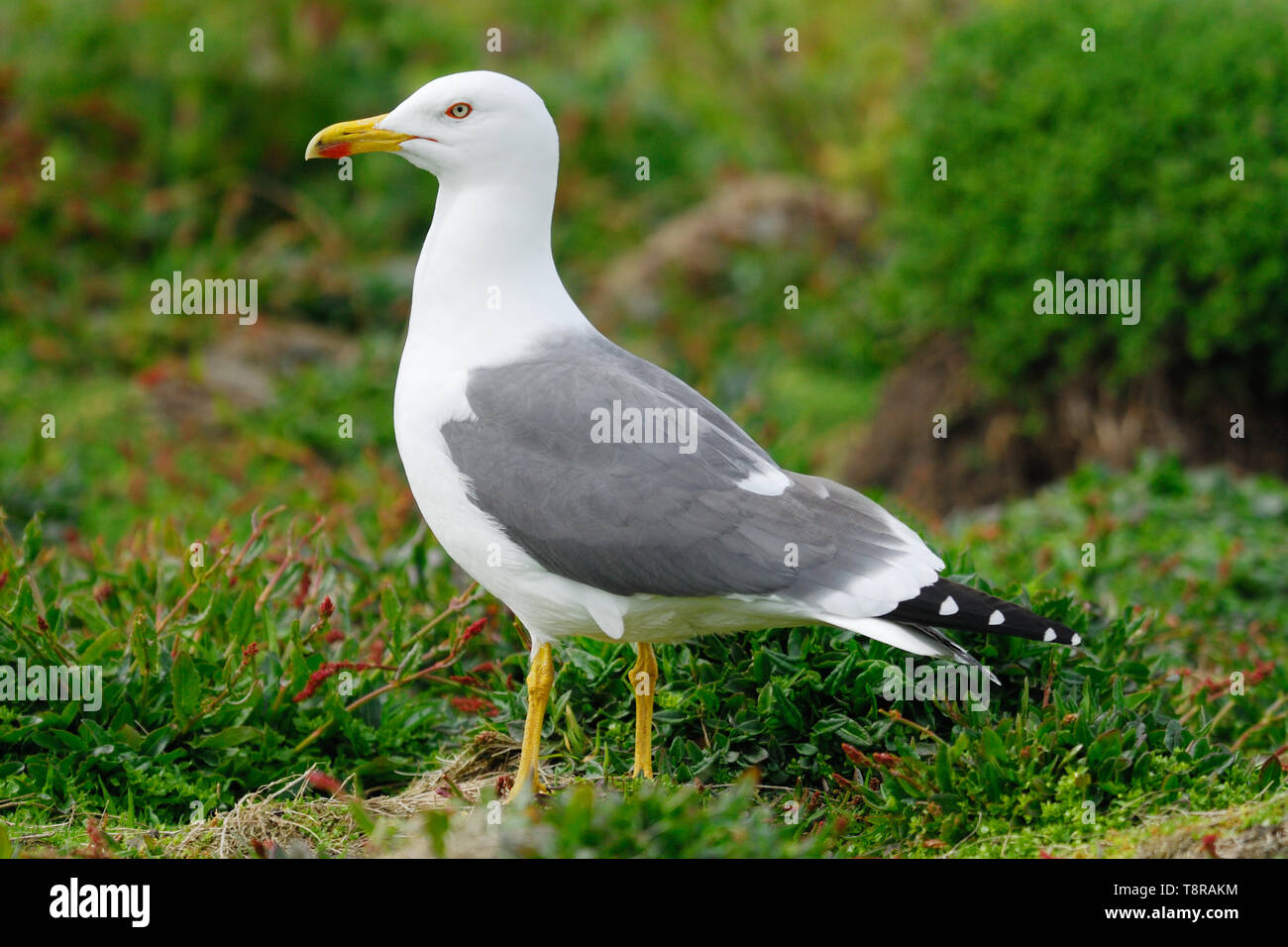 Lesser Black-backed Gull (Larus fuscus) on Skomer Island, Pembrokeshire, Wales Stock Photo