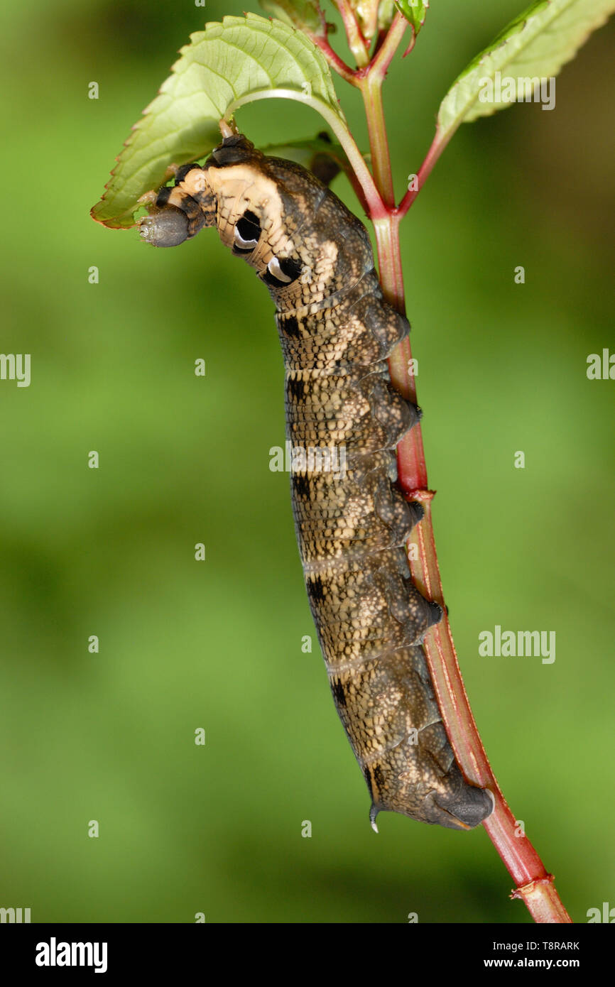 Elephant Hawk-moth caterpillar (Deilephila elpenor) feeding on invasive Himalayan Balsam in the Alun Valley, South Wales Stock Photo