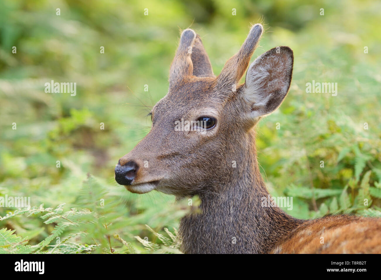 Young Sika Deer (Cervus nippon) amongst the ferns in Nara Park, Nara, Honshu Island, Japan. Stock Photo