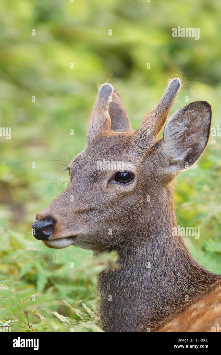 Young Sika Deer (Cervus nippon) amongst the ferns in Nara Park, Nara, Honshu Island, Japan. Stock Photo