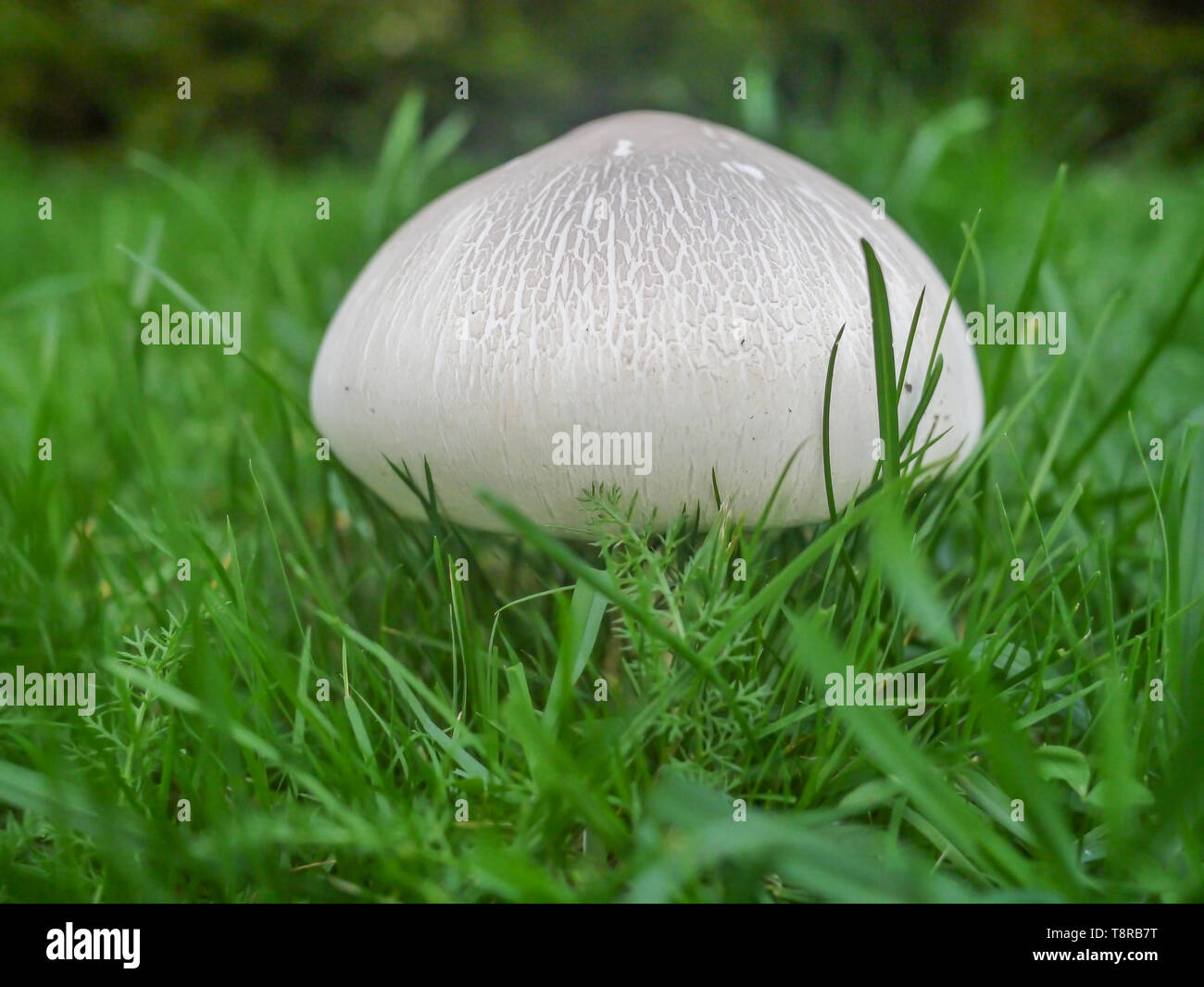 Closeup shot of a field mushroom peeping up through grass. Stock Photo