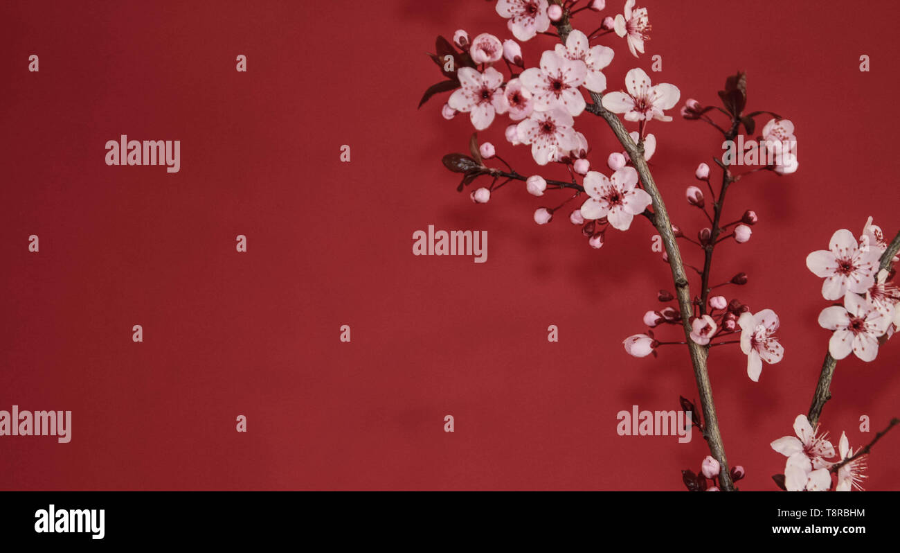 red plum tree branch against a red wall Stock Photo