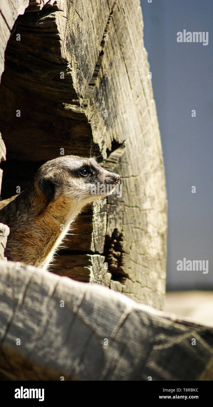 meerkat peeping from cover Stock Photo