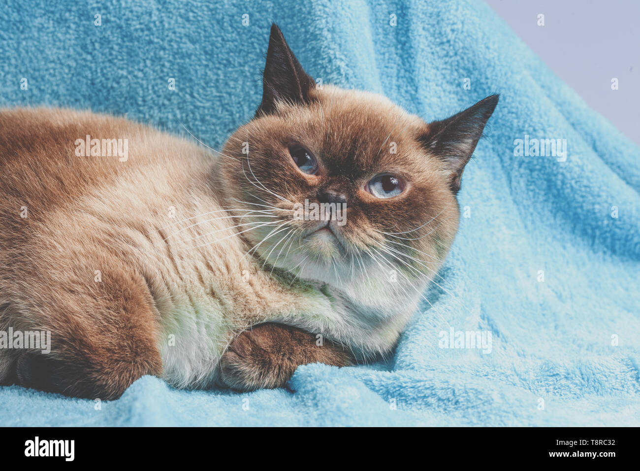 Portrait Of The Colorpoint British Shorthair Cat Stock Photo Alamy