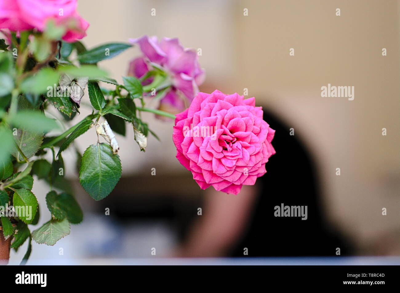Rose house plant hi-res stock photography and images - Alamy