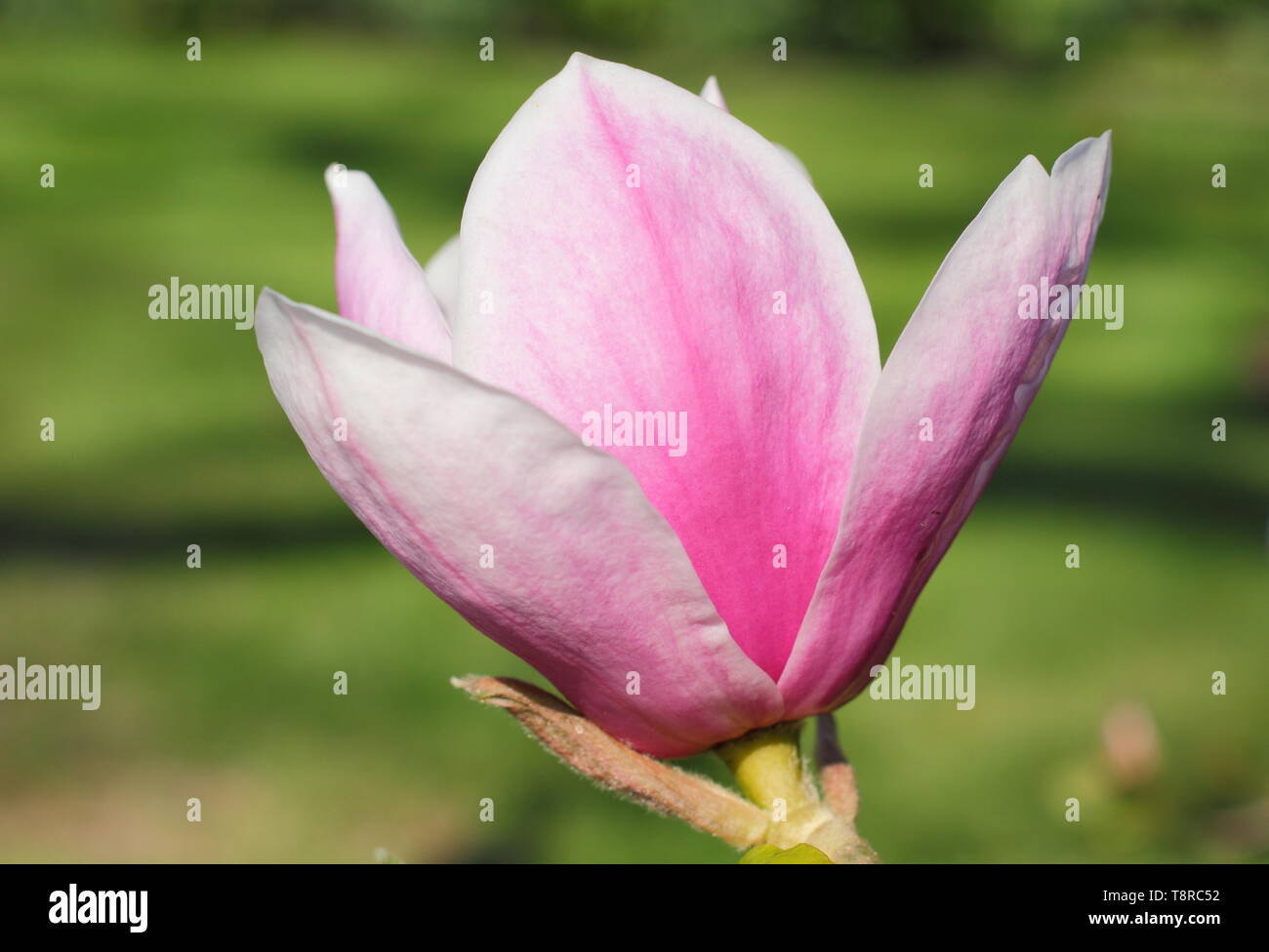 Magnolia 'Todd Gresham'. Gresham hybrid magnolia blossom in spring - UK Stock Photo