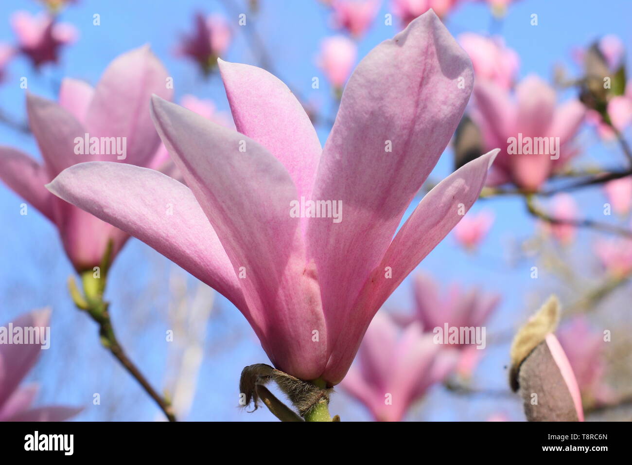 Magnolia 'Heaven Scent'. Rosy pink blossoms of Magnolia 'Heaven Sent' in April - UK. AGM Stock Photo