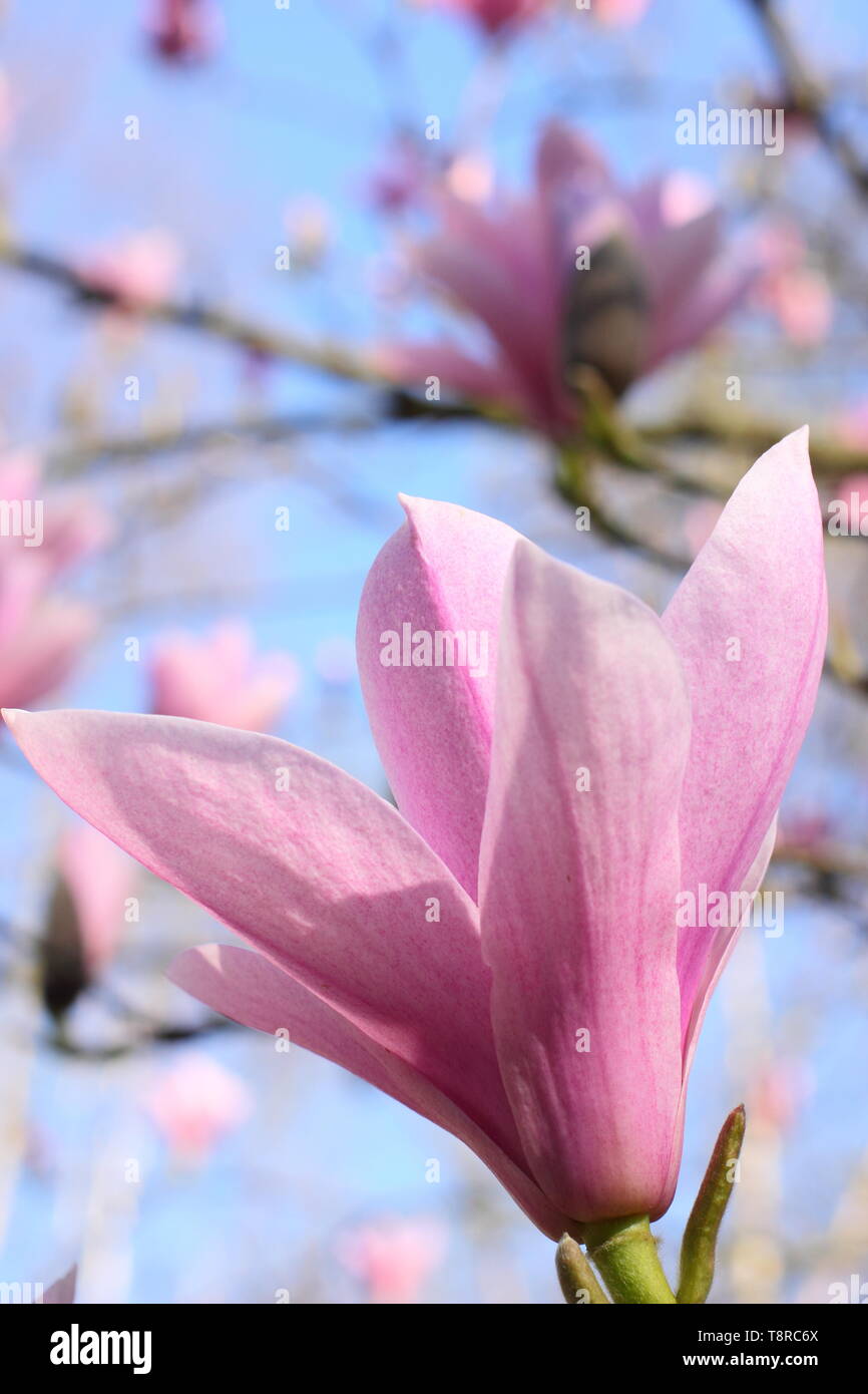 Magnolia 'Heaven Scent'. Rosy pink blossoms of Magnolia 'Heaven Sent' in April - UK. AGM Stock Photo