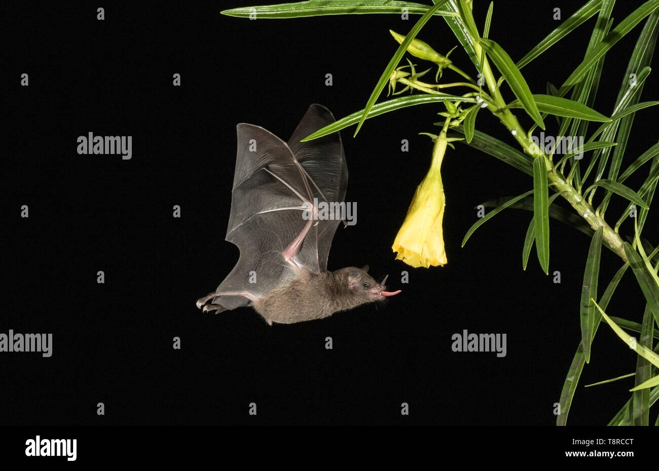 tropical bat, feeding on nectar on flower in rainforest at night, Laguna de Lagarto, Costa Rica