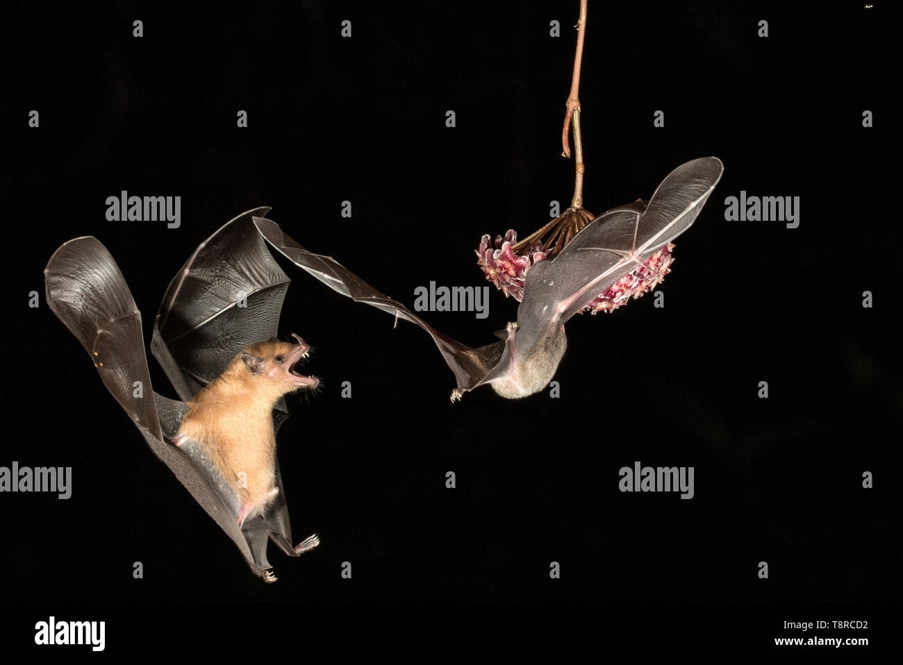 Nectar feeding bats bat costa rica hires stock photography and images