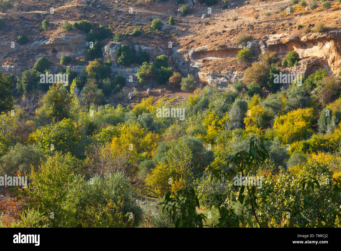 Valle de Ajloun. Jordania, Oriente Medio Stock Photo