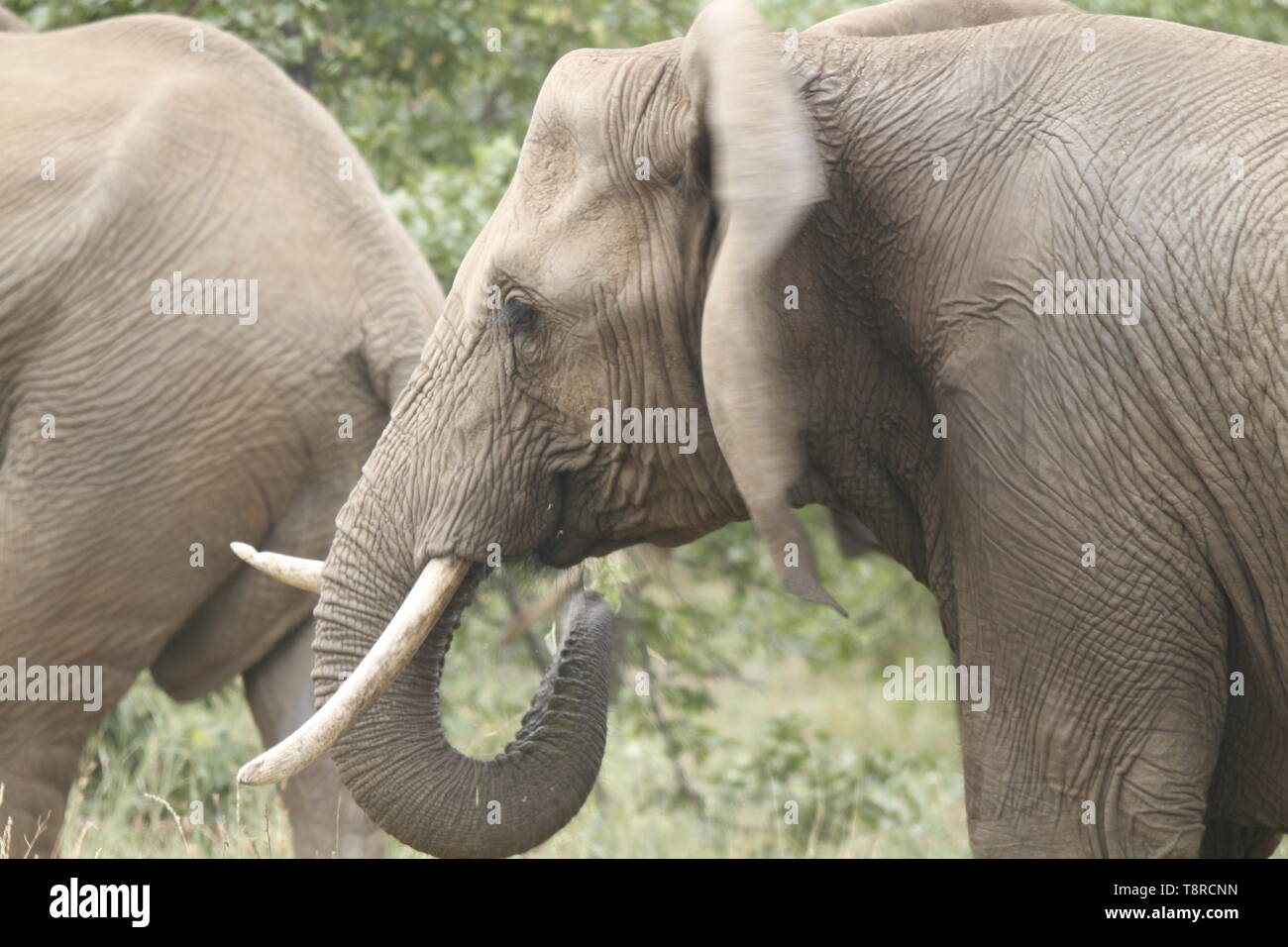 Elephant with uneven tusks eating Stock Photo
