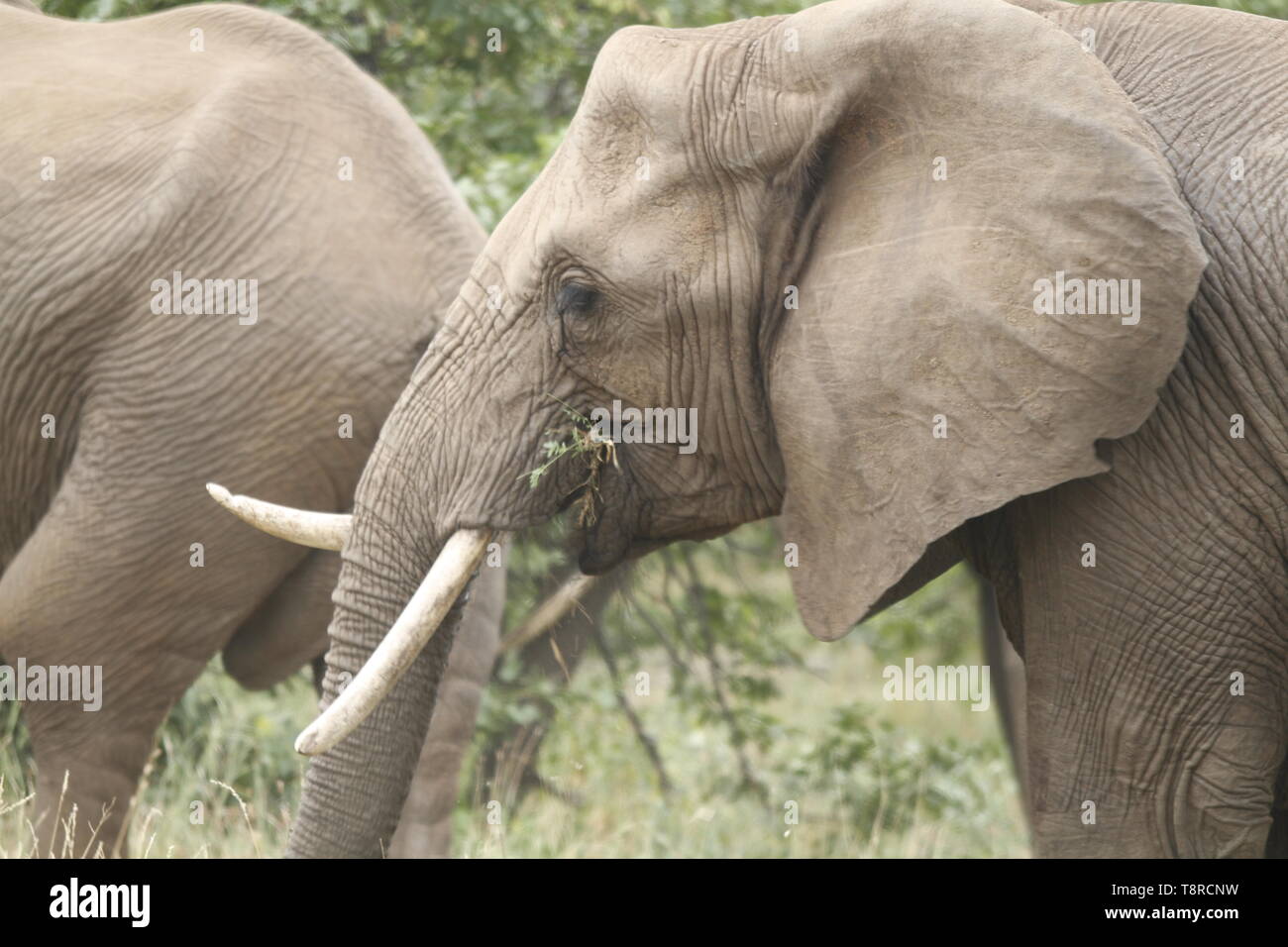 Elephant with uneven tusks eating Stock Photo