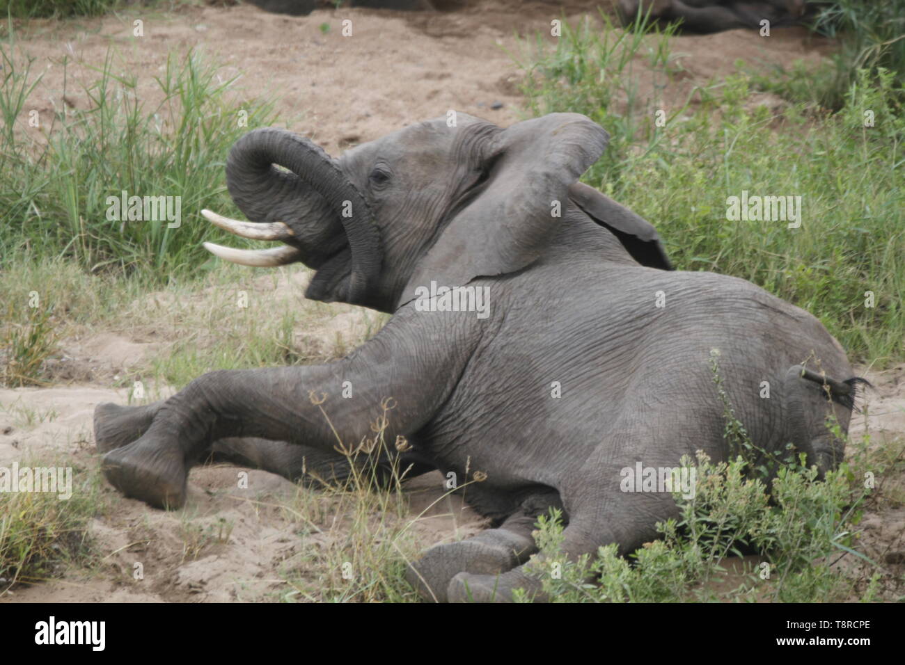 Elephant lying down hires stock photography and images Alamy