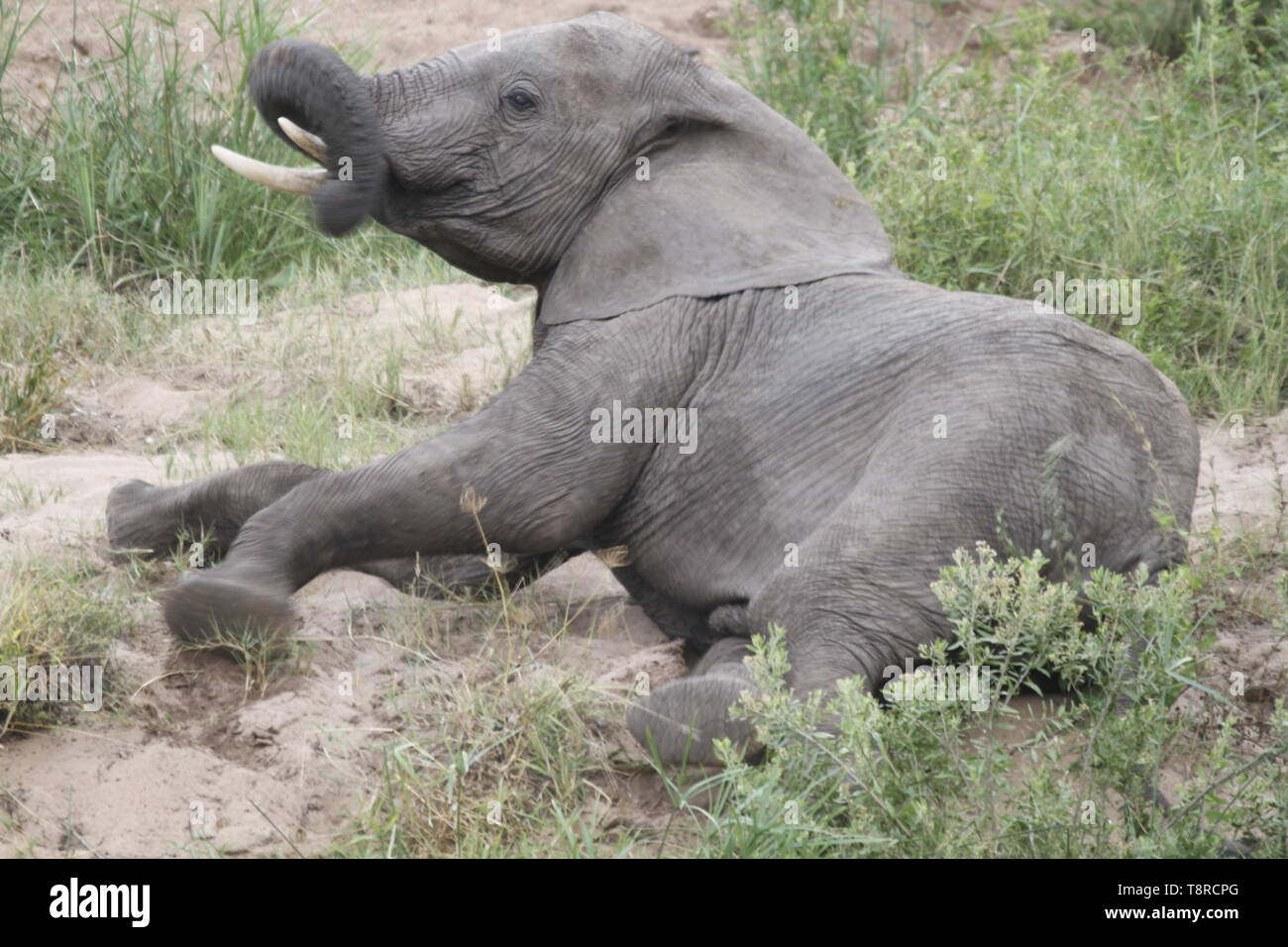 Lone Elephant laying down Stock Photo