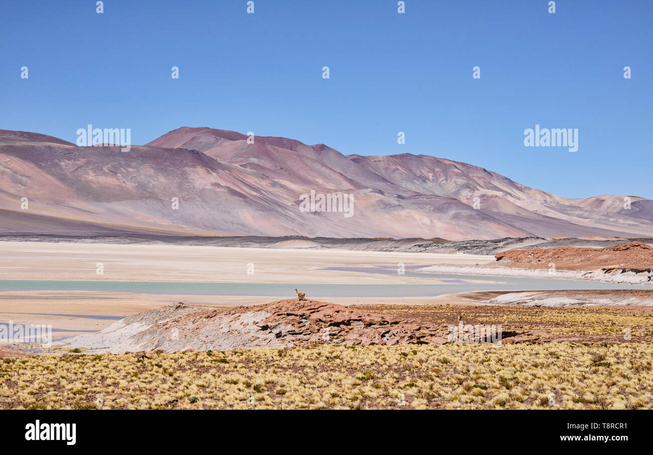 Vicuña looking out above the Salar Aguas Calientes, Atacama Desert, Chile Stock Photo
